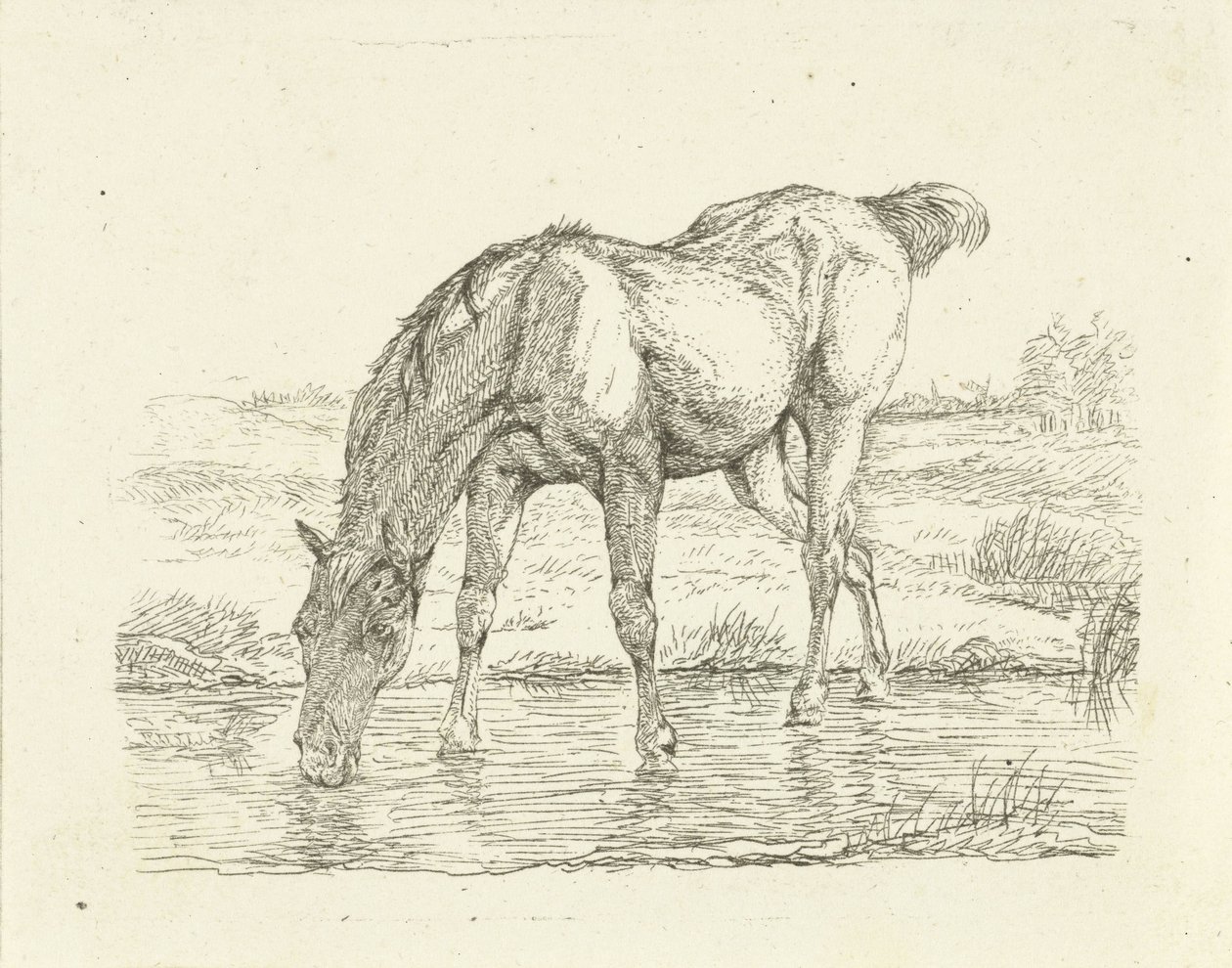 Cheval buvant - Jan Dasveldt