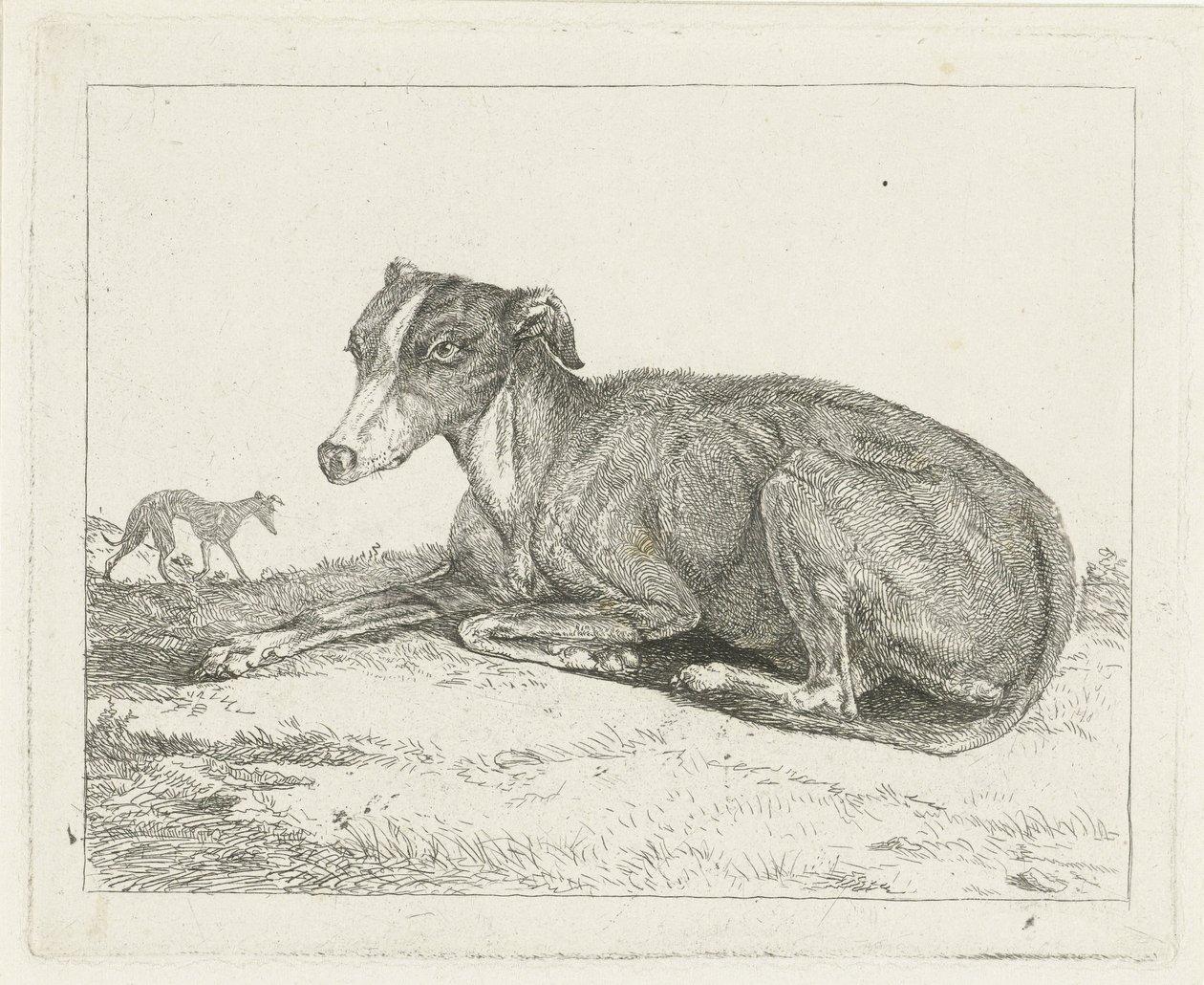 Lévriers - Jan Dasveldt