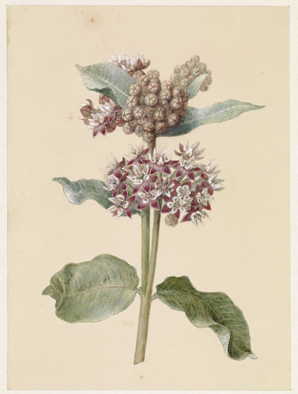 Asclepias en fleurs - Jan Jacob Goteling Vinnis