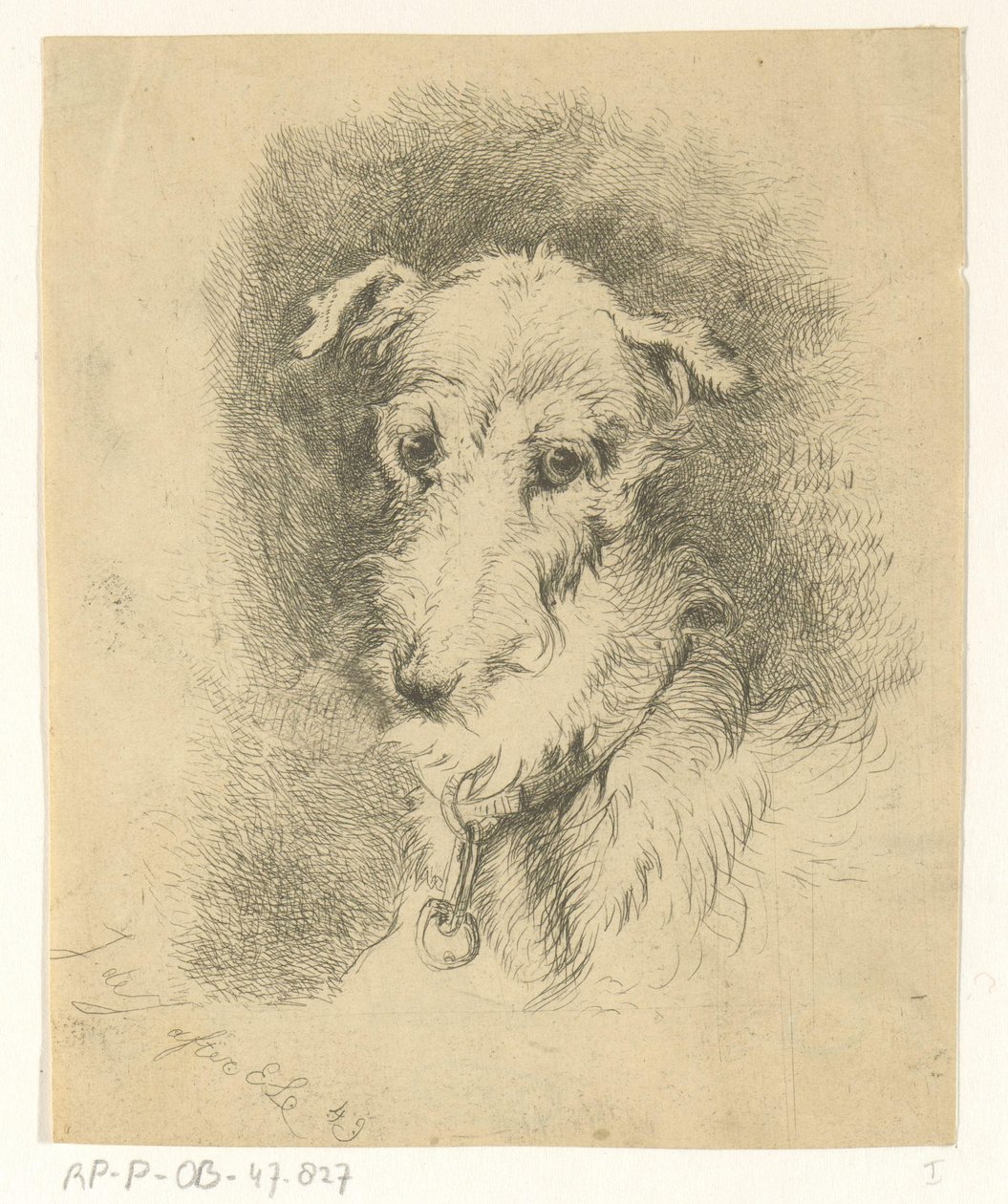 Tête de lévrier - Jan Karel Jacob de Jonge