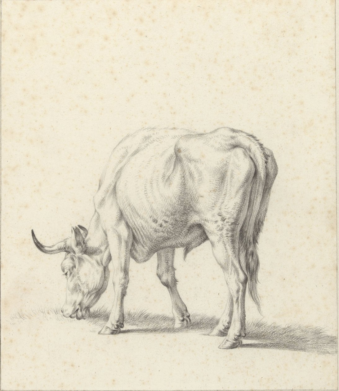 Taureau broutant - Jan Kobell (II)