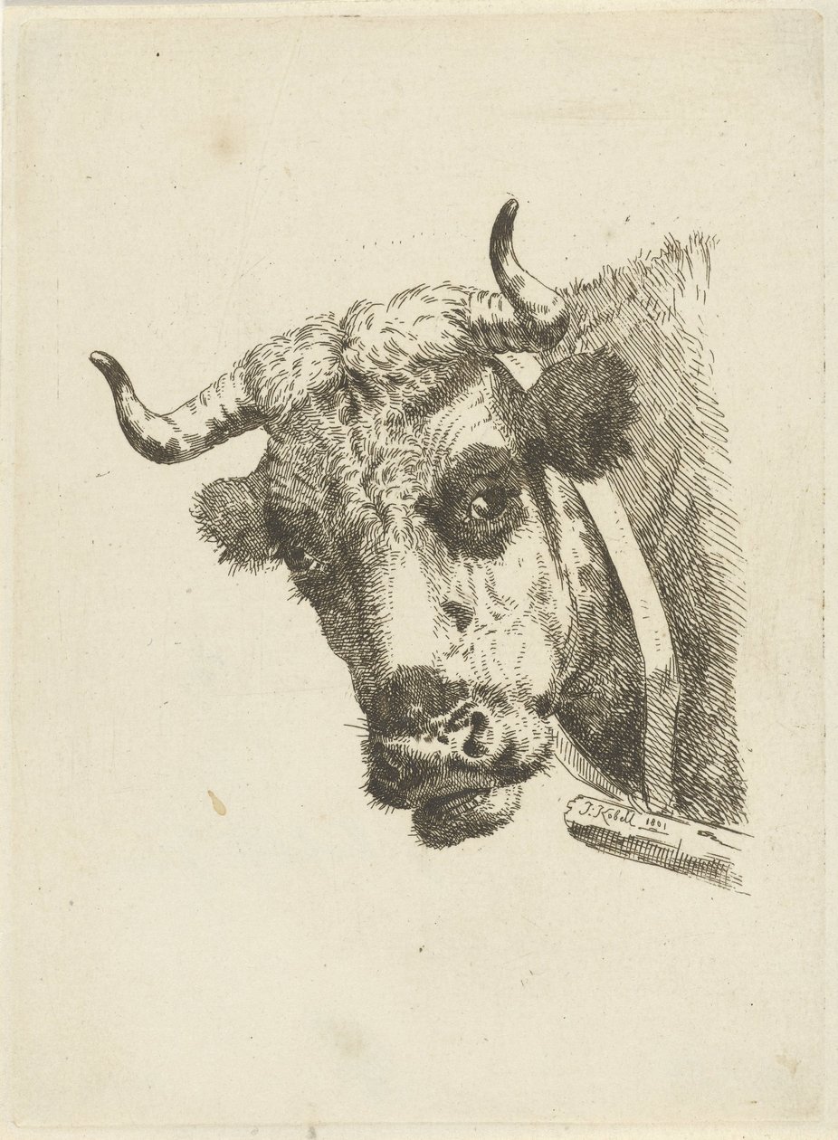 Tête de vache - Jan Kobell (II)