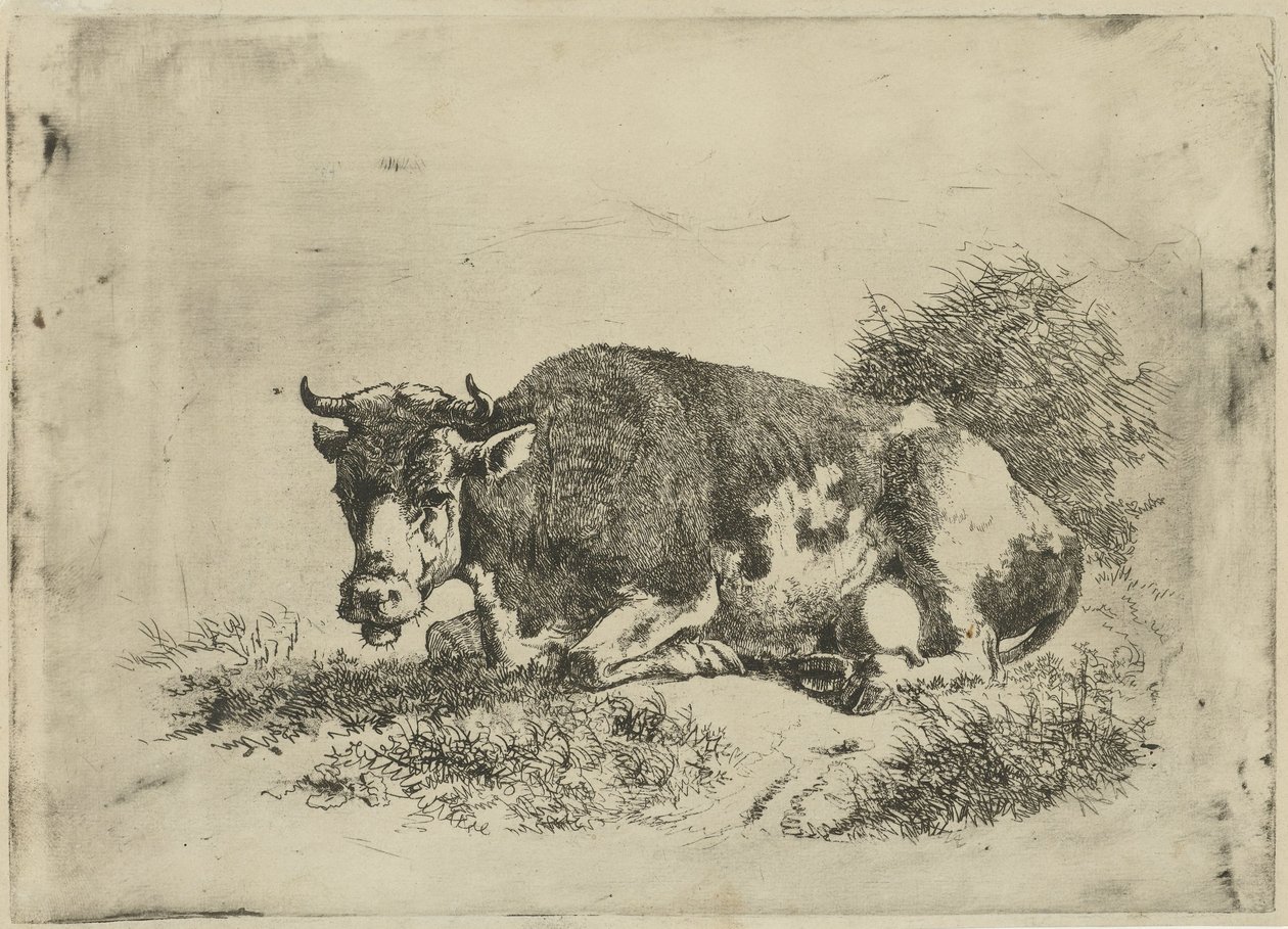 Vache couchée - Jan Kobell (III)
