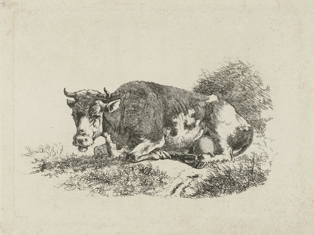 Vache couchée - Jan Kobell (III)