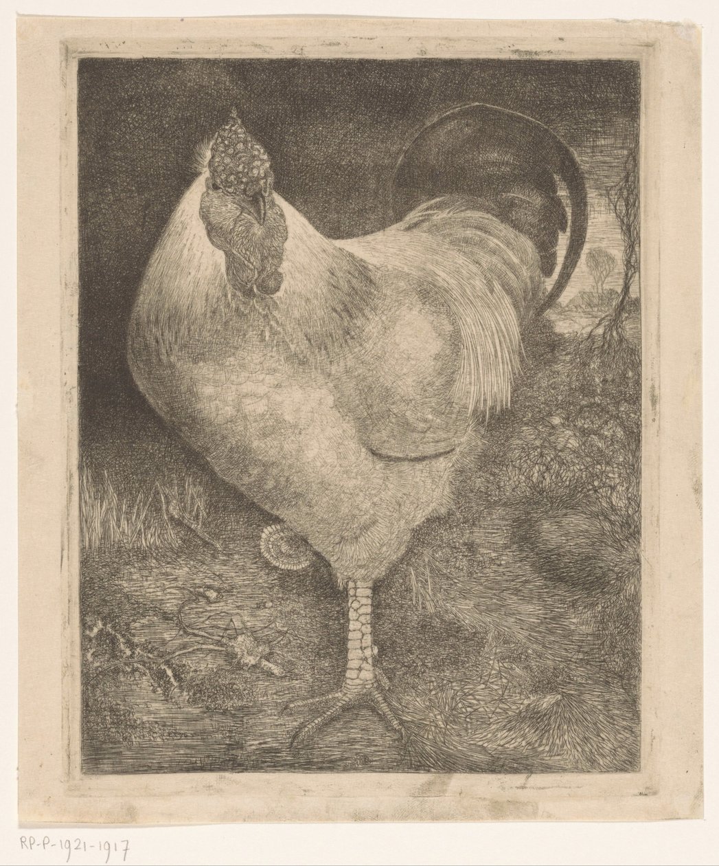 Coq sur une patte - Jan Mankes