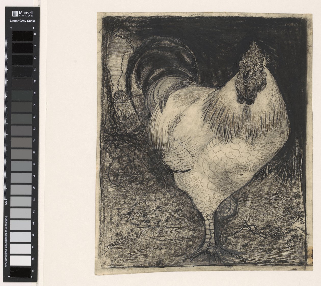 Coq sur une patte - Jan Mankes