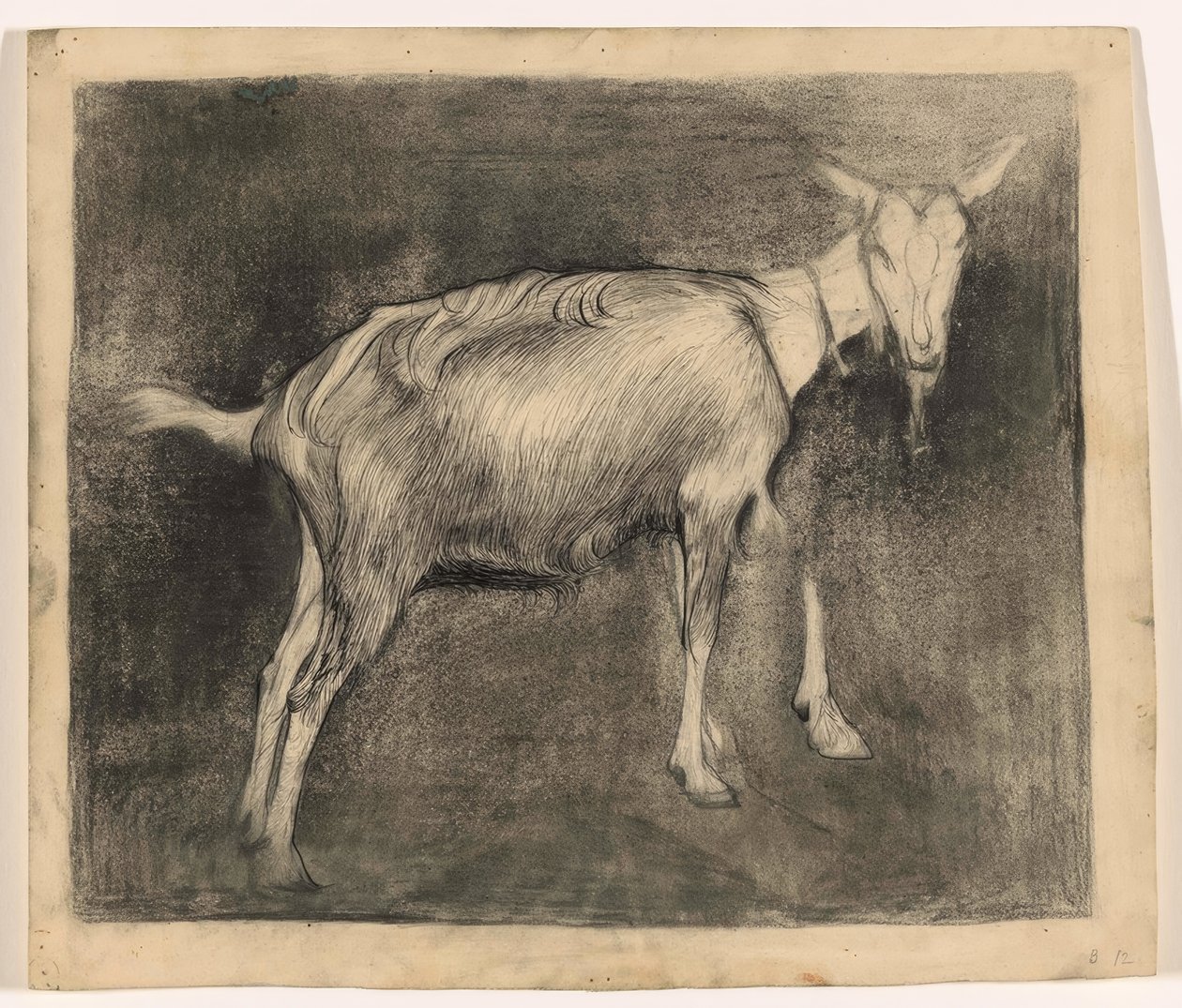 Chèvre debout, vers la droite - Jan Mankes