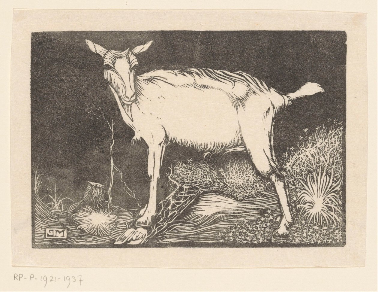 Chèvre blanche - Jan Mankes