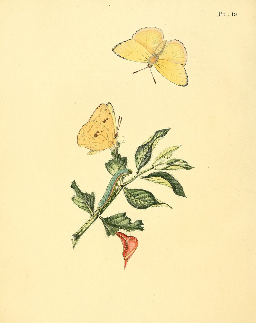 Phoebis sennae (comme syn. Papilio hyperici) - Jan Sepp