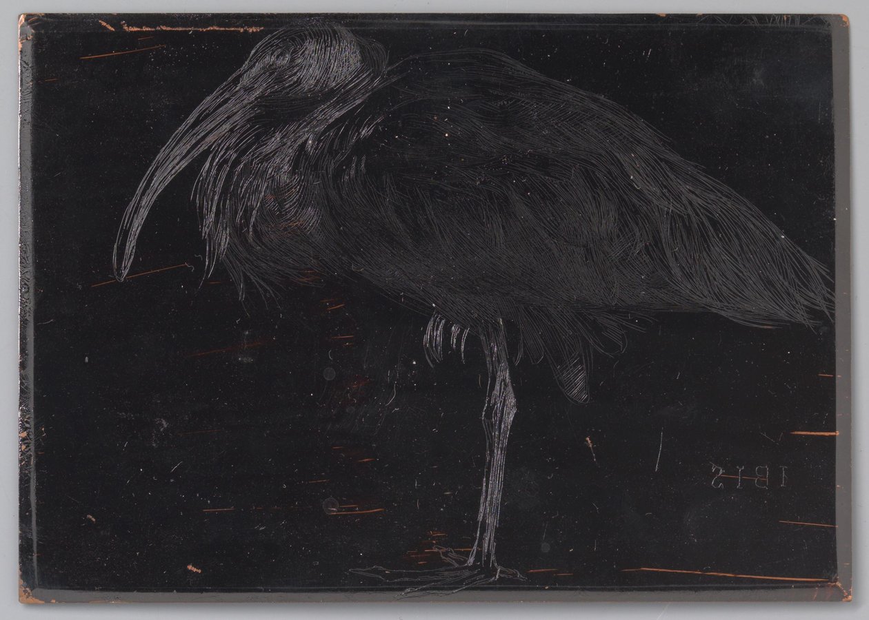 Ibis - Jan Veth