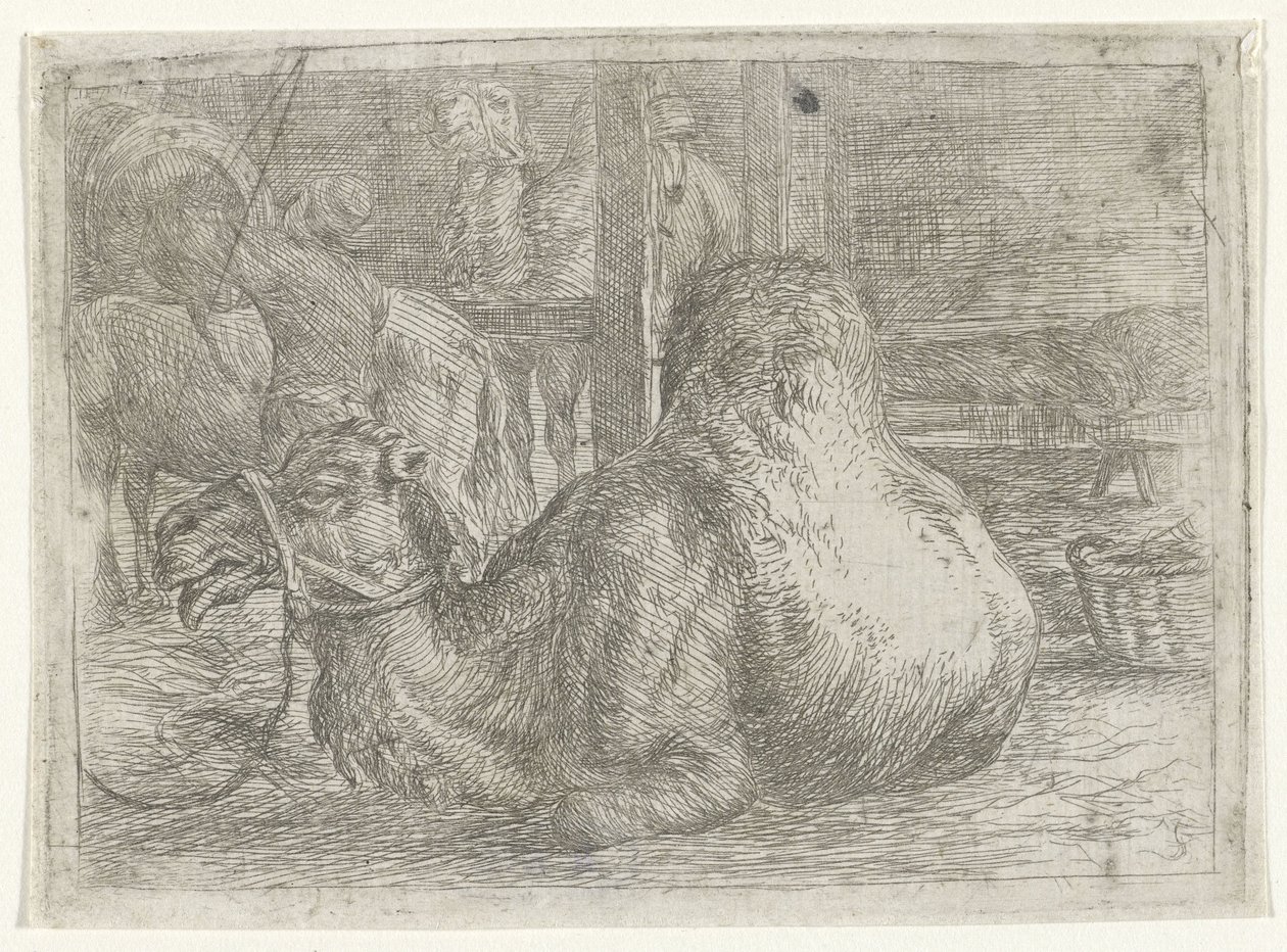 Chameau couché - Jan van Ossenbeeck