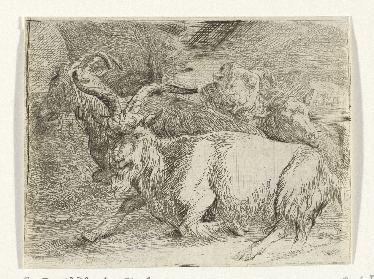 Deux chèvres et deux moutons - Jan van Ossenbeeck
