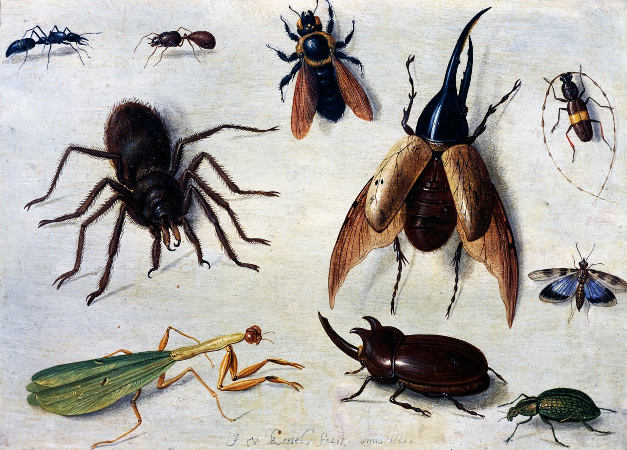 Insectes - Jan van the Elder Kessel
