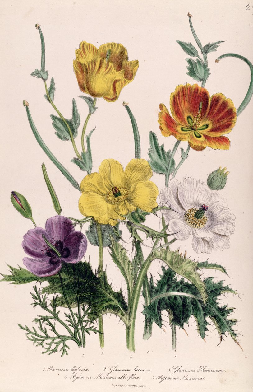 Coquelicots et anémones, planche 5 de 