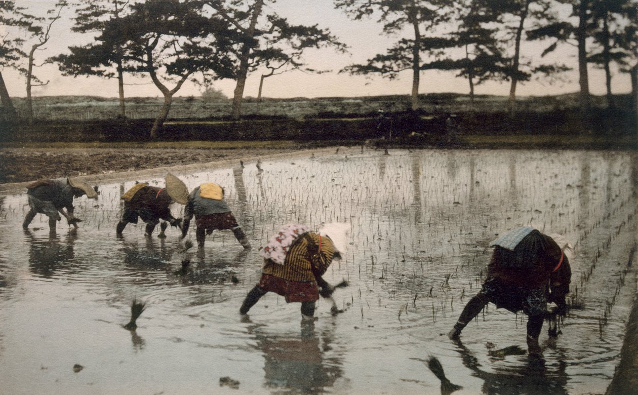 Cinq paysans replantant du riz dans une rizière - Japanese Photographer