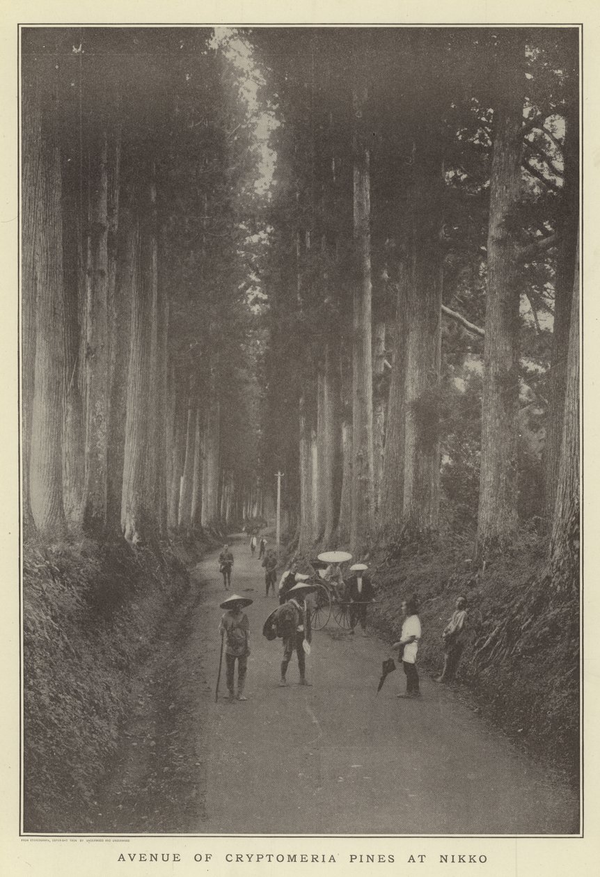 Avenue de pins Cryptomeria à Nikko - Japanese Photographer