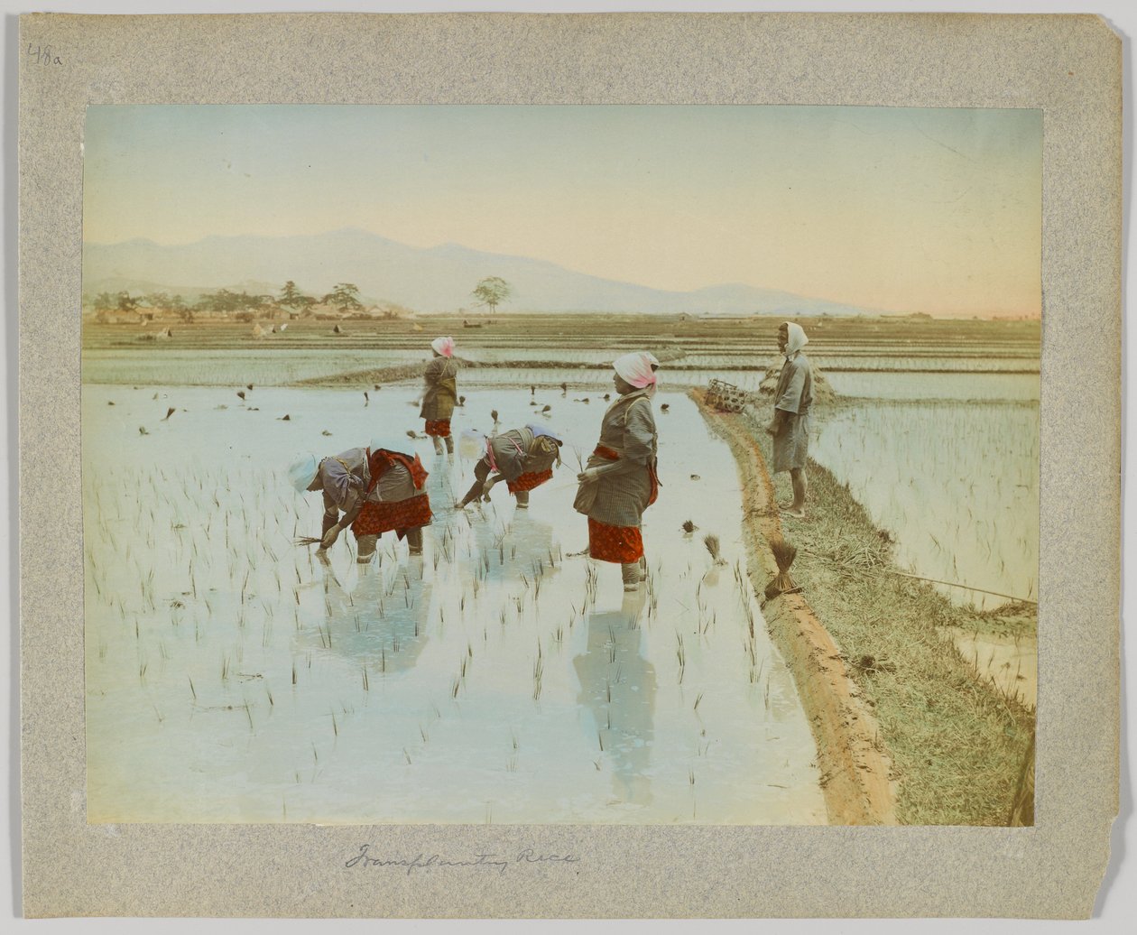 Transplantation du riz, Japon - Japanese Photographer