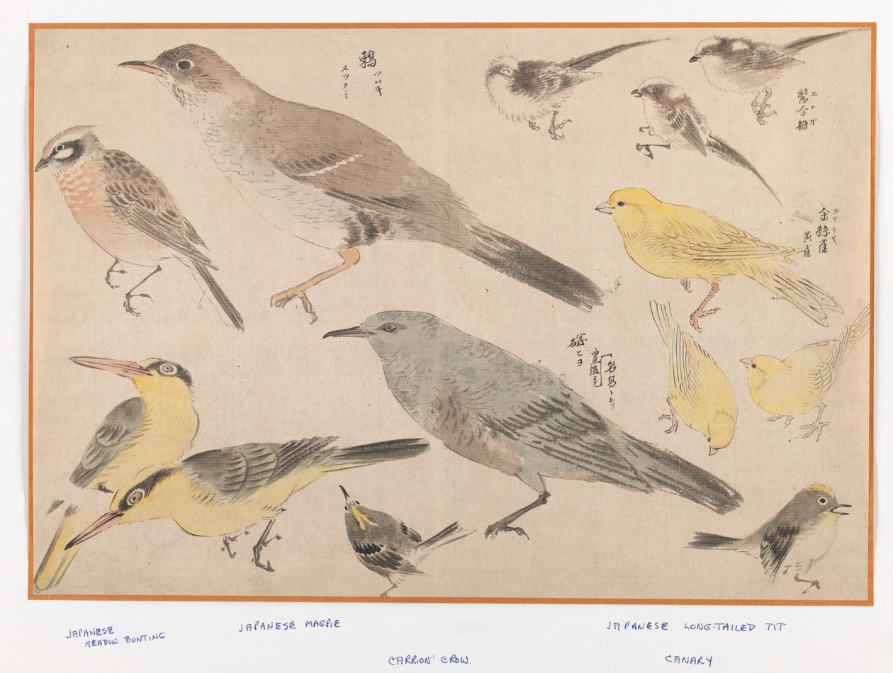 Oiseaux dans le style Okyo - Japanese School
