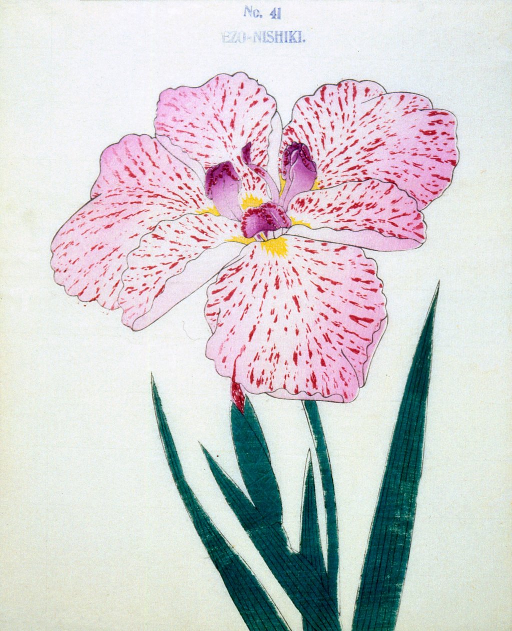 Ezo-Nishiki, no.41, 1898 - Japanese School