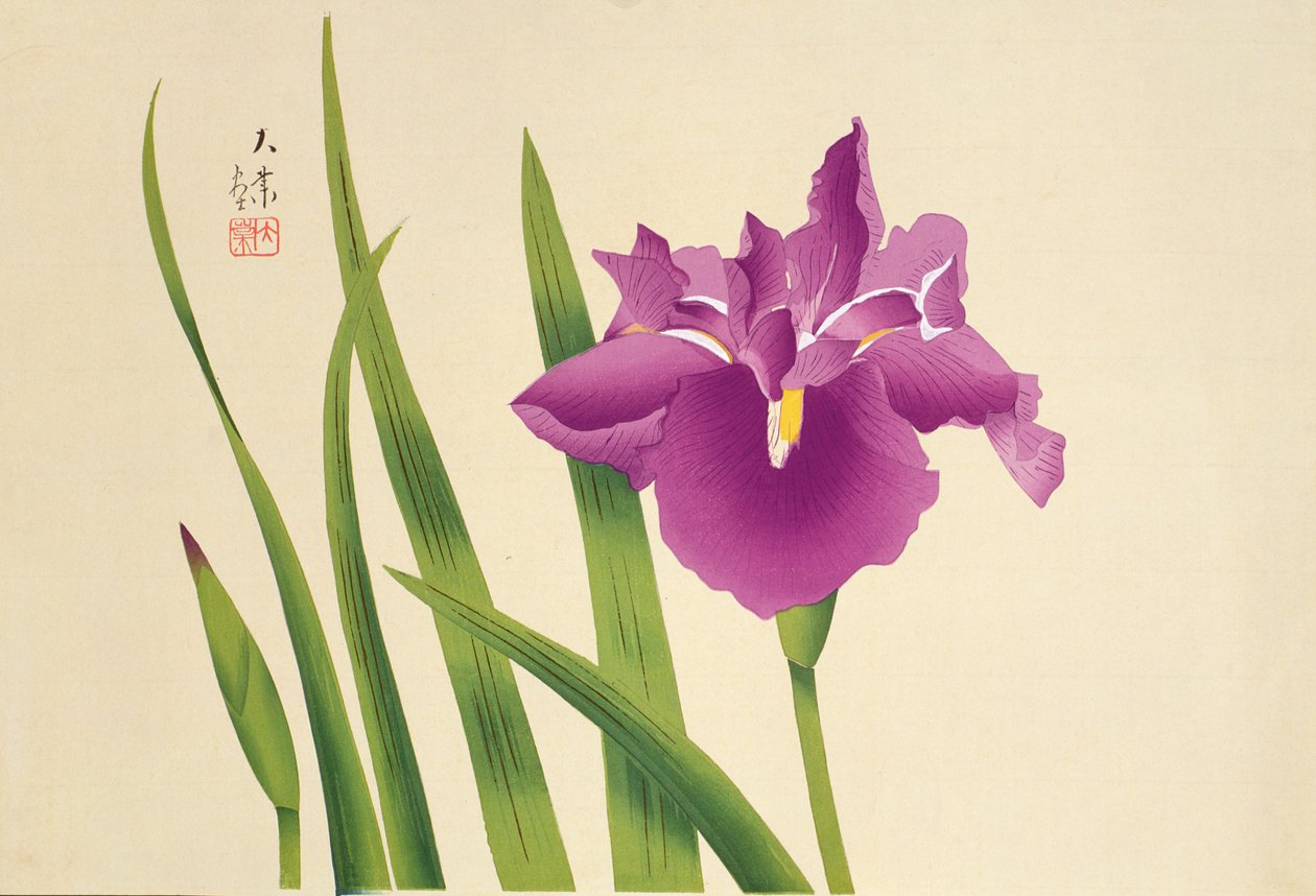 Iris, pub. c.1950 - Japanese School