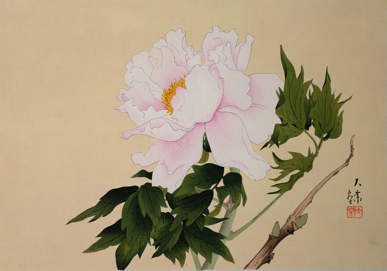 Pivoine, pub. 1950 - Japanese School