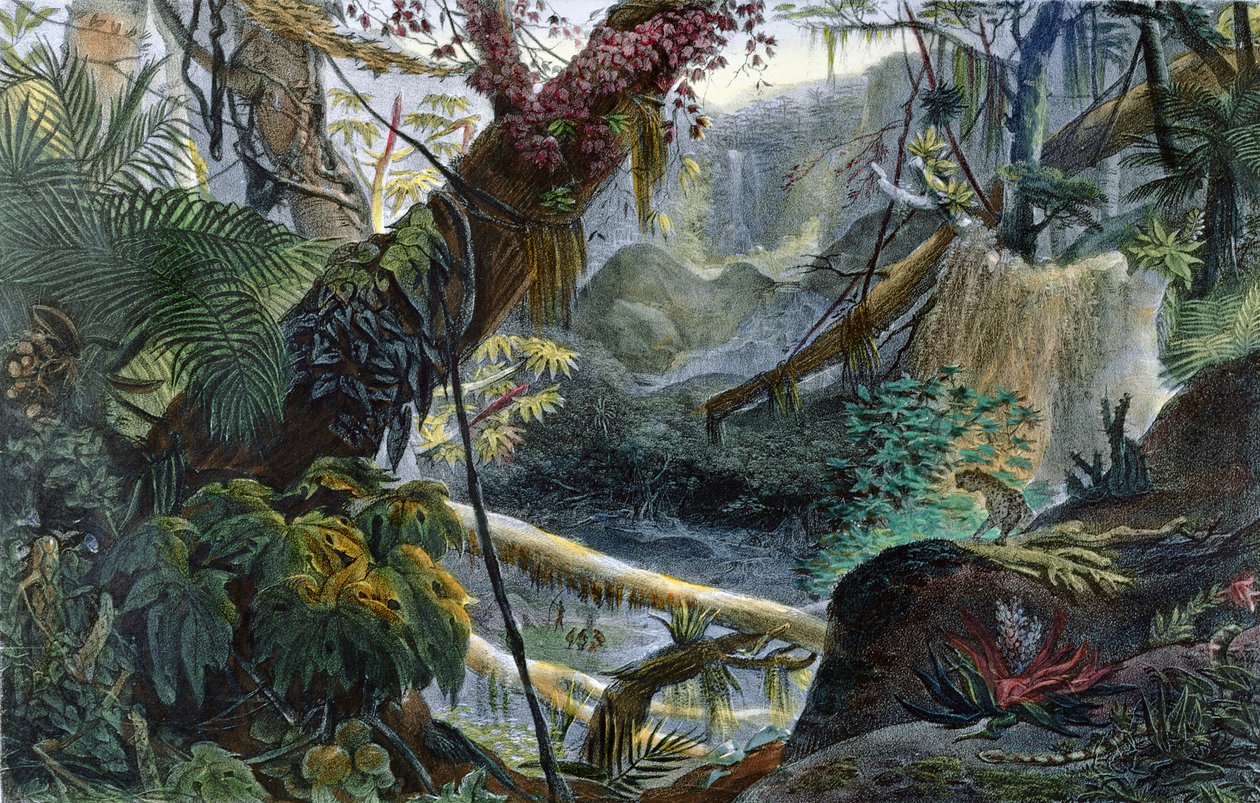 Vallée dans la Serra do Mar, illustration de 