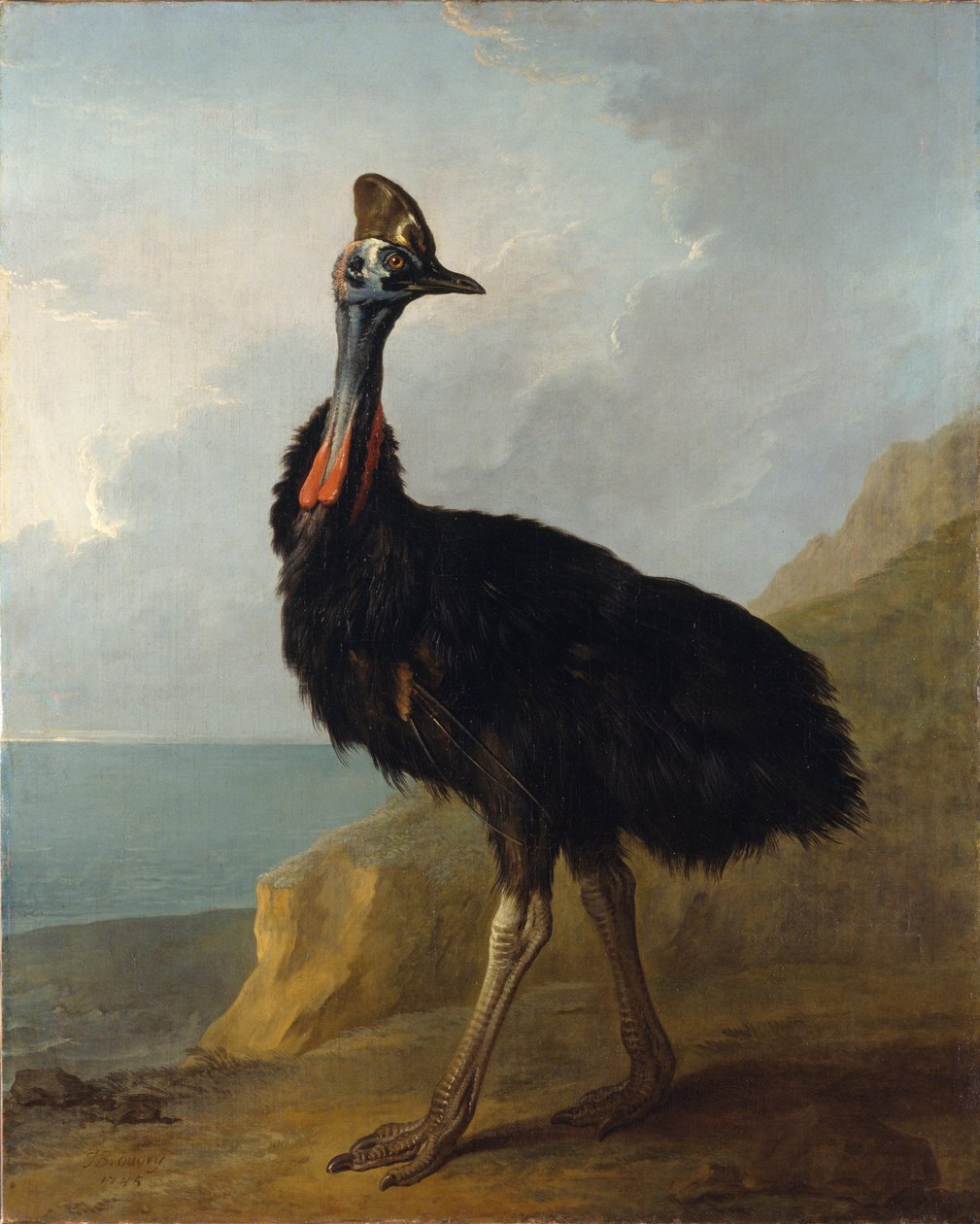 Casoar - Jean Baptiste Oudry
