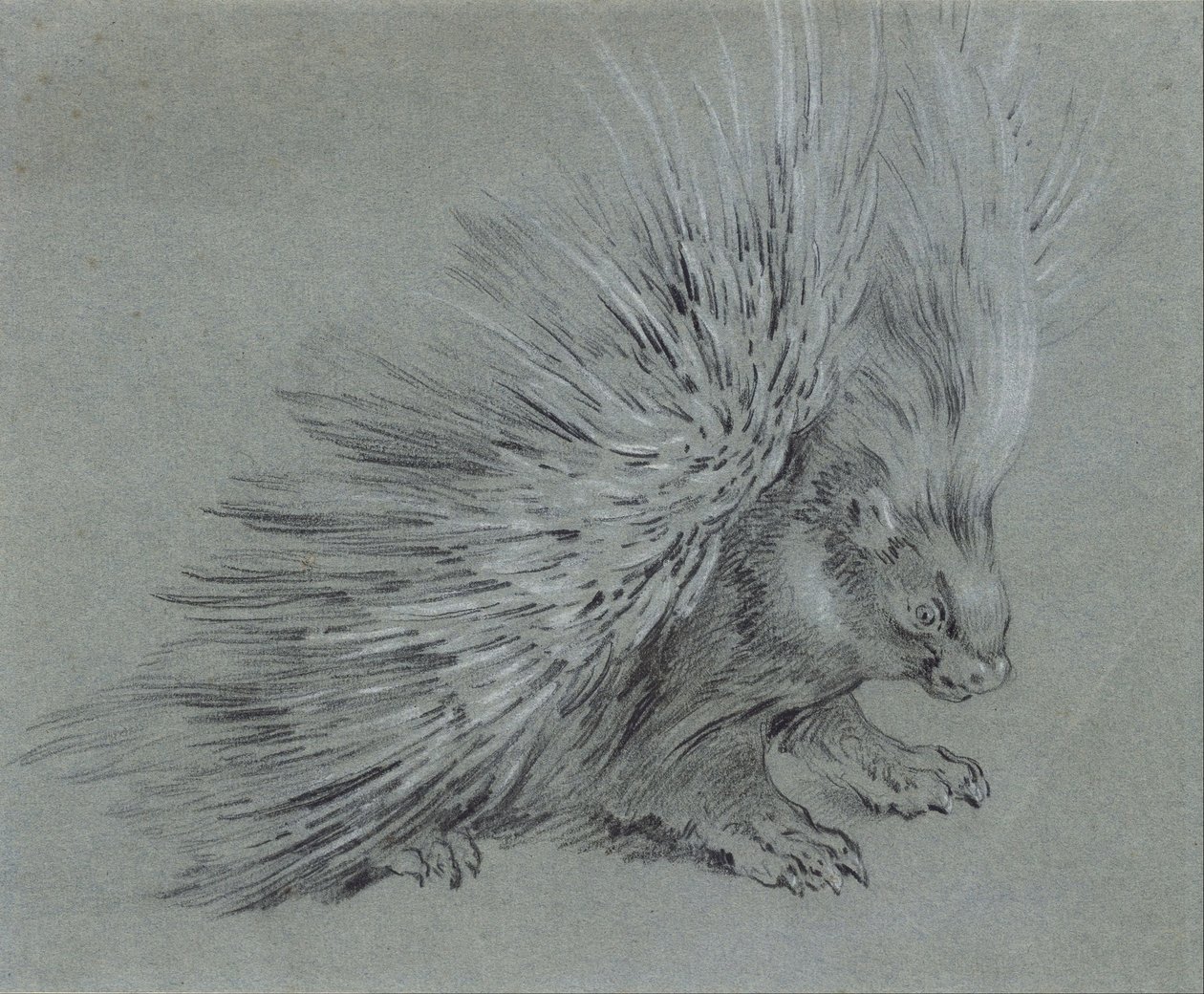 Porc-épic - Jean Baptiste Oudry