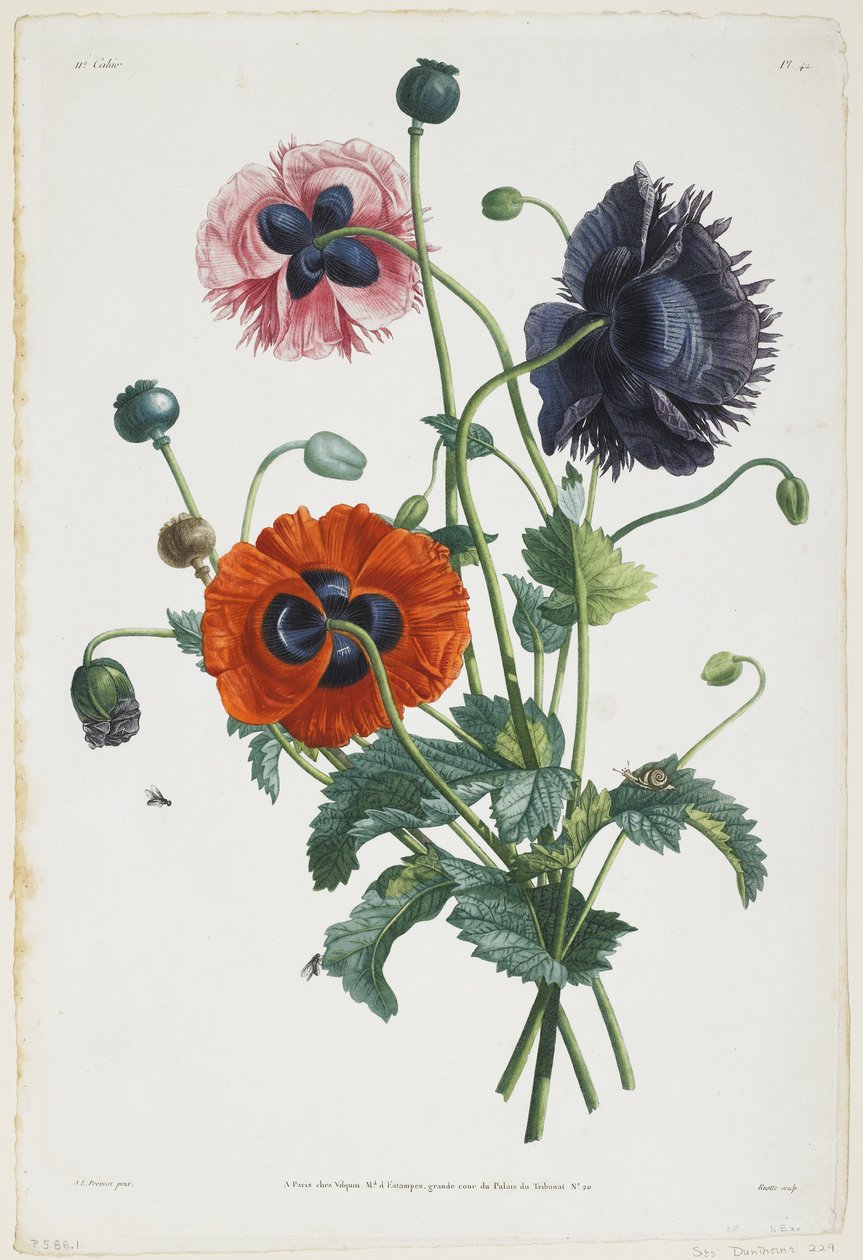 Étude de trois types de coquelicots, 1805 - Jean Louis Prevost