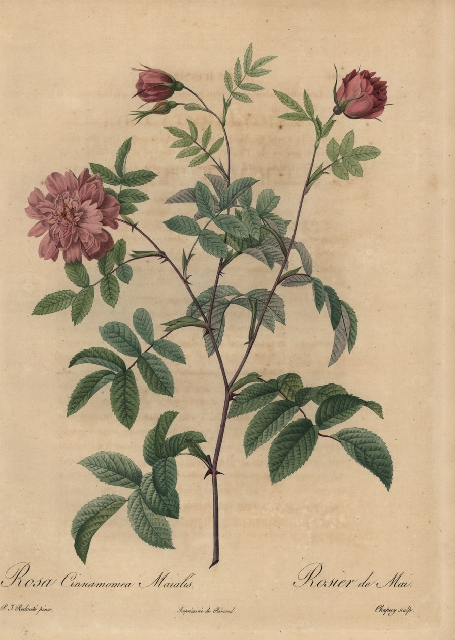 Rose cannelle rose, Rosa majalis - Jean Baptiste Chapuy