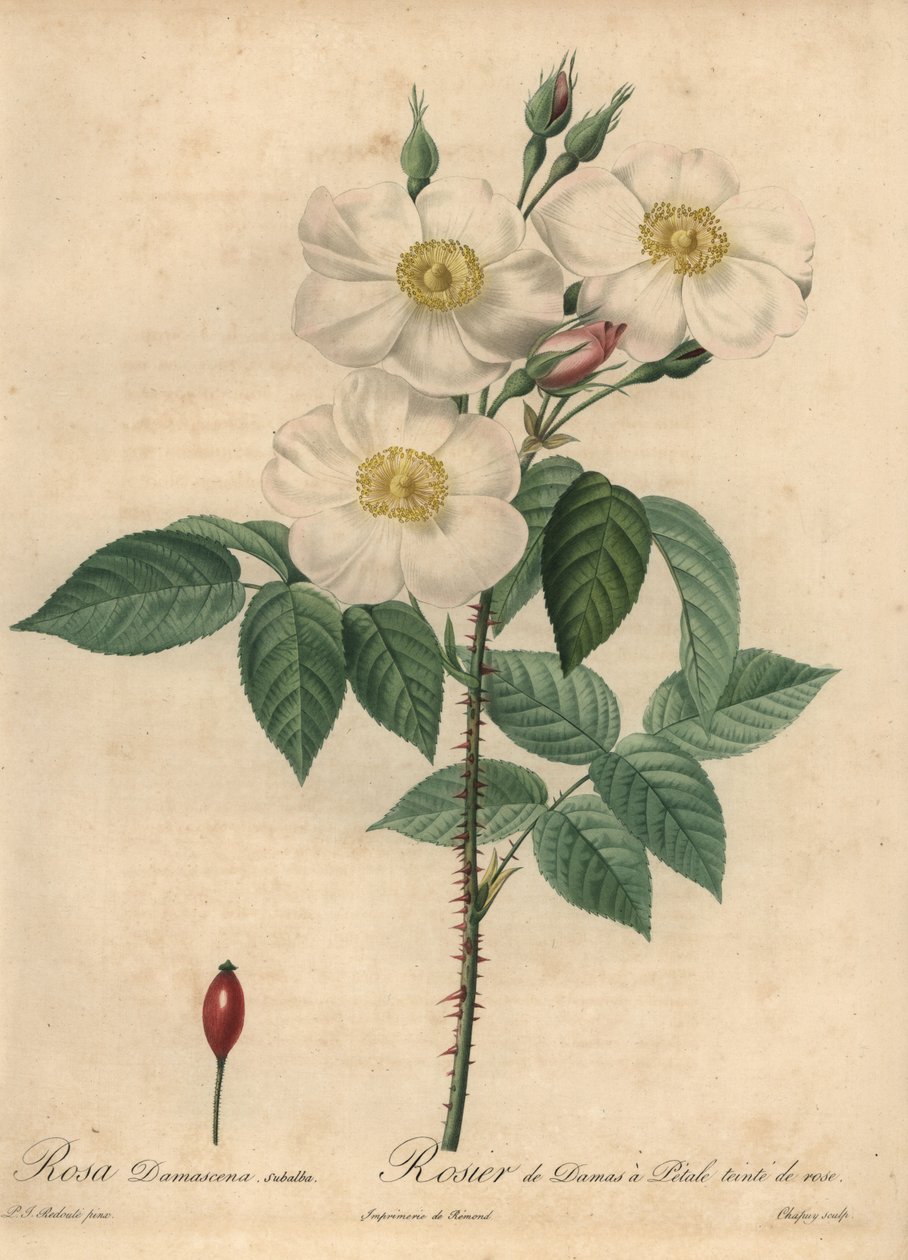 Rose de Damas blanche, Rosa x damascena - Jean Baptiste Chapuy