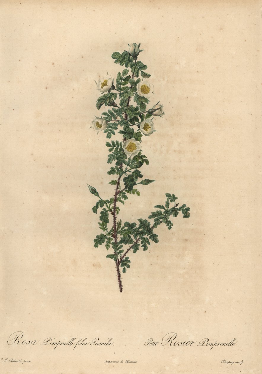 Rose pimprenelle blanche, Rosa pimpinellifolia Pumila - Jean Baptiste Chapuy
