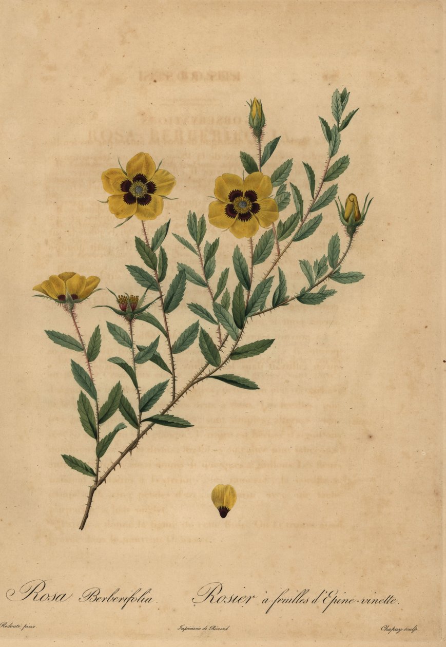 Rose jaune, Rosa berberifolia - Jean Baptiste Chapuy