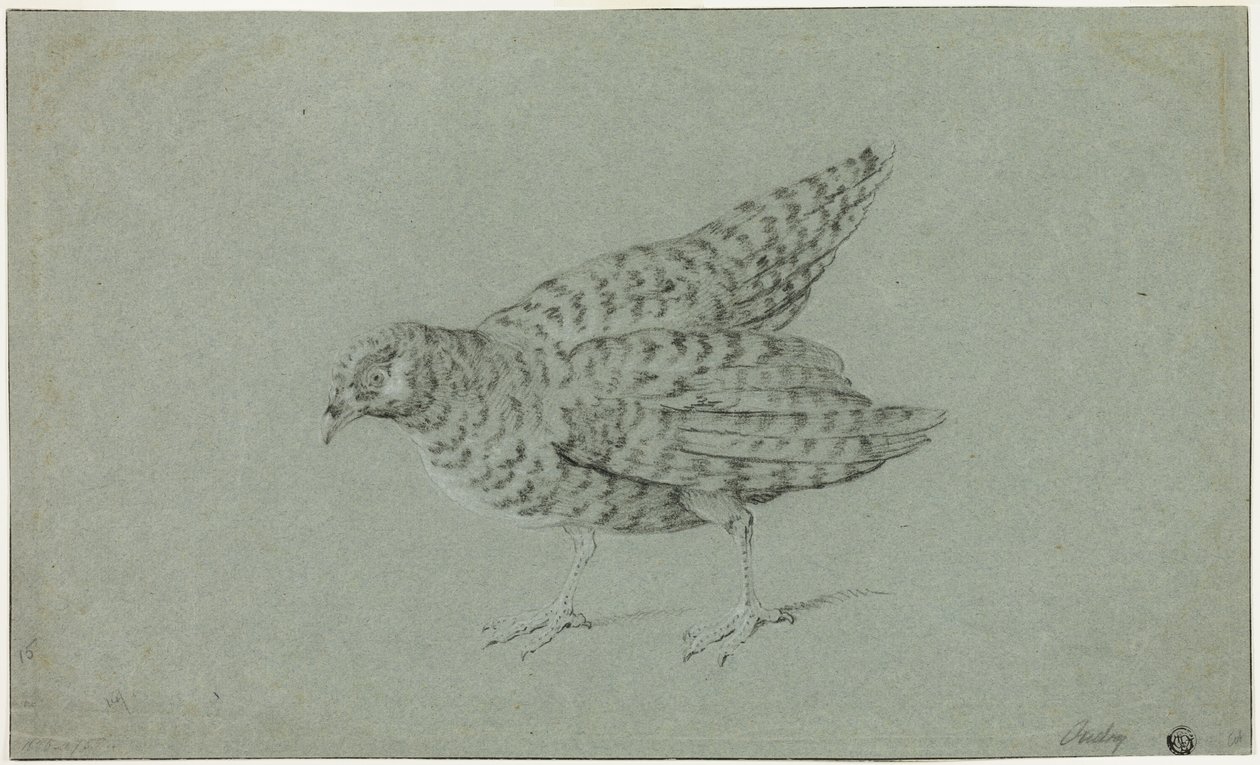 Perdrix - Jean Baptiste Oudry