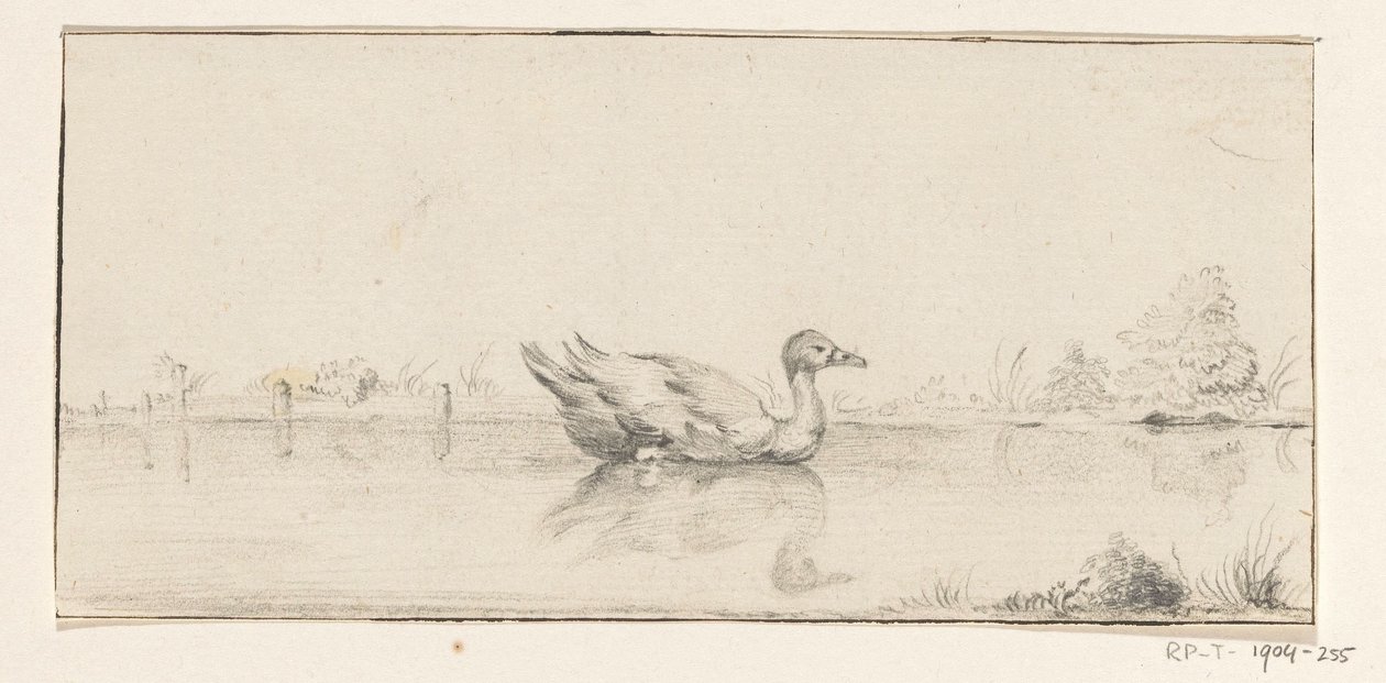 Canard dans l