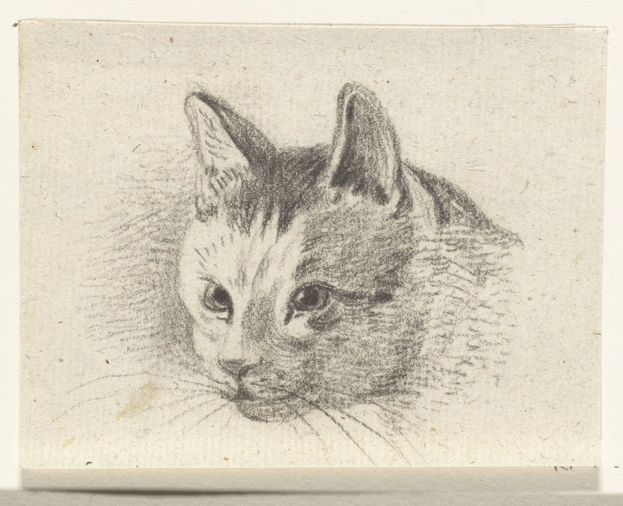 Tête de chat - Jean Bernard