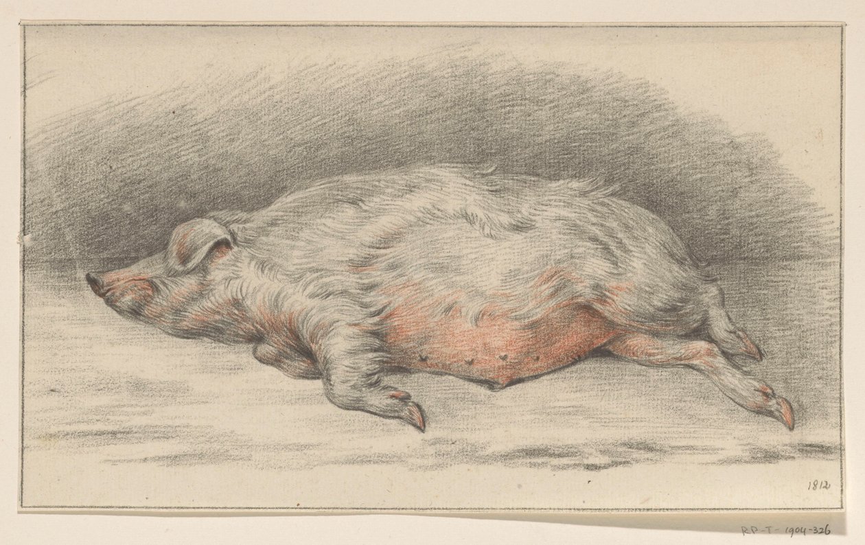 Cochon couché, vers la gauche - Jean Bernard