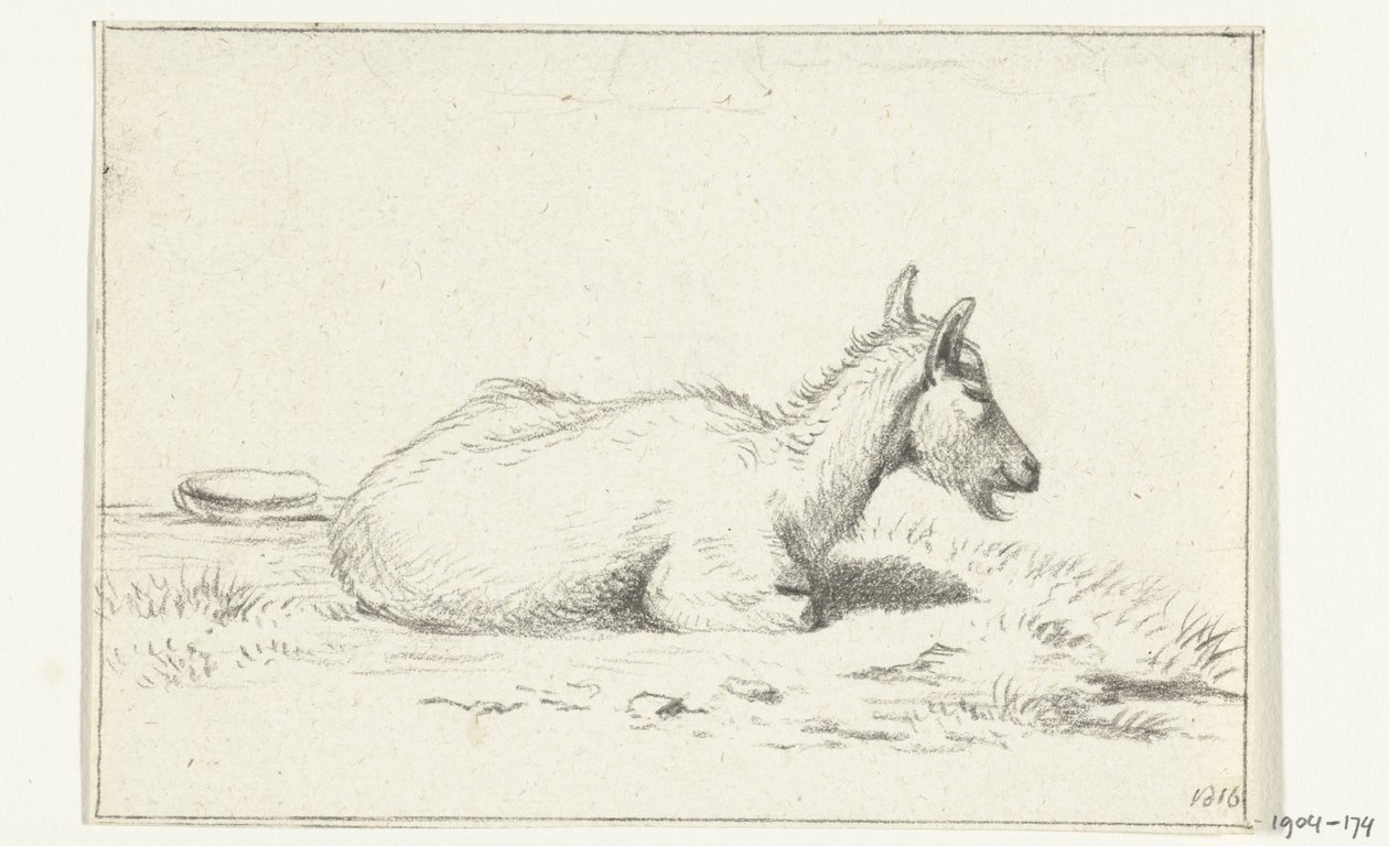 Chèvre couchée, vers la droite - Jean Bernard