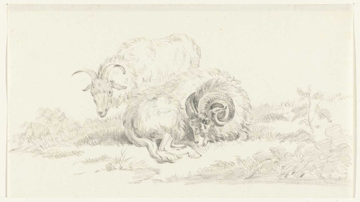 Chèvre couchée devant une chèvre debout - Jean Bernard