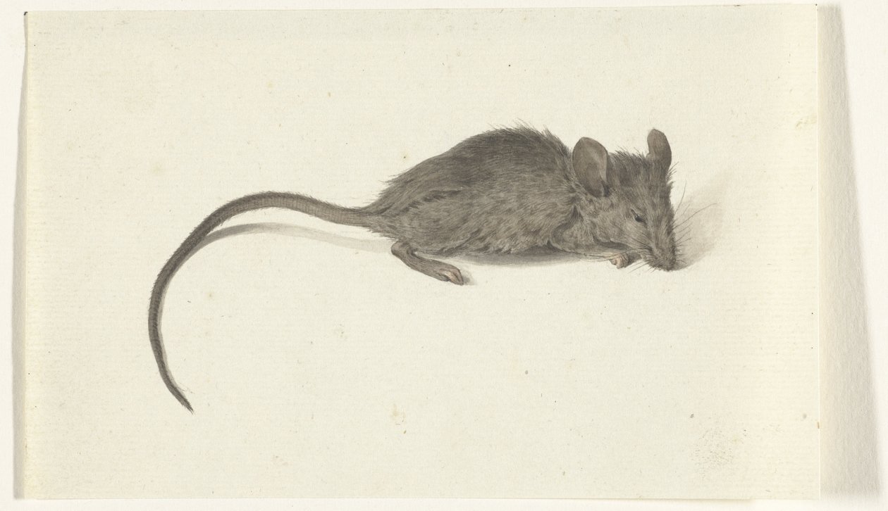 Souris, vers la droite - Jean Bernard
