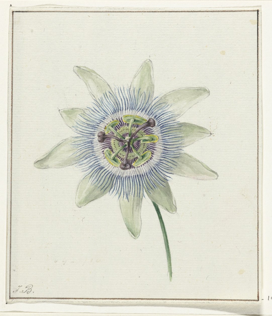 Fleur de la passion - Jean Bernard
