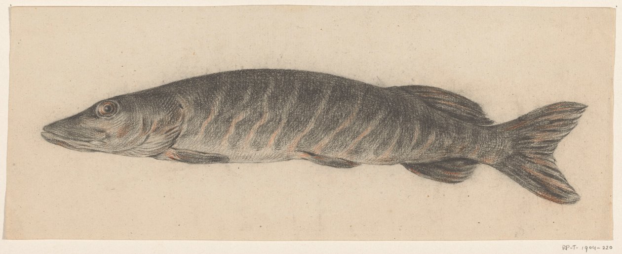 Brochet, vers la gauche - Jean Bernard