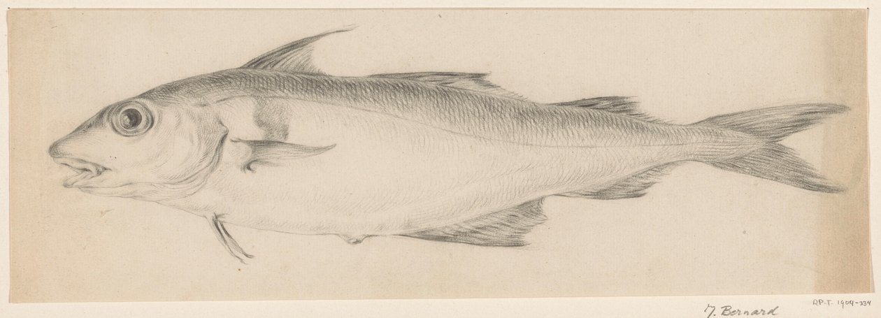 Poisson, vers la gauche - Jean Bernard