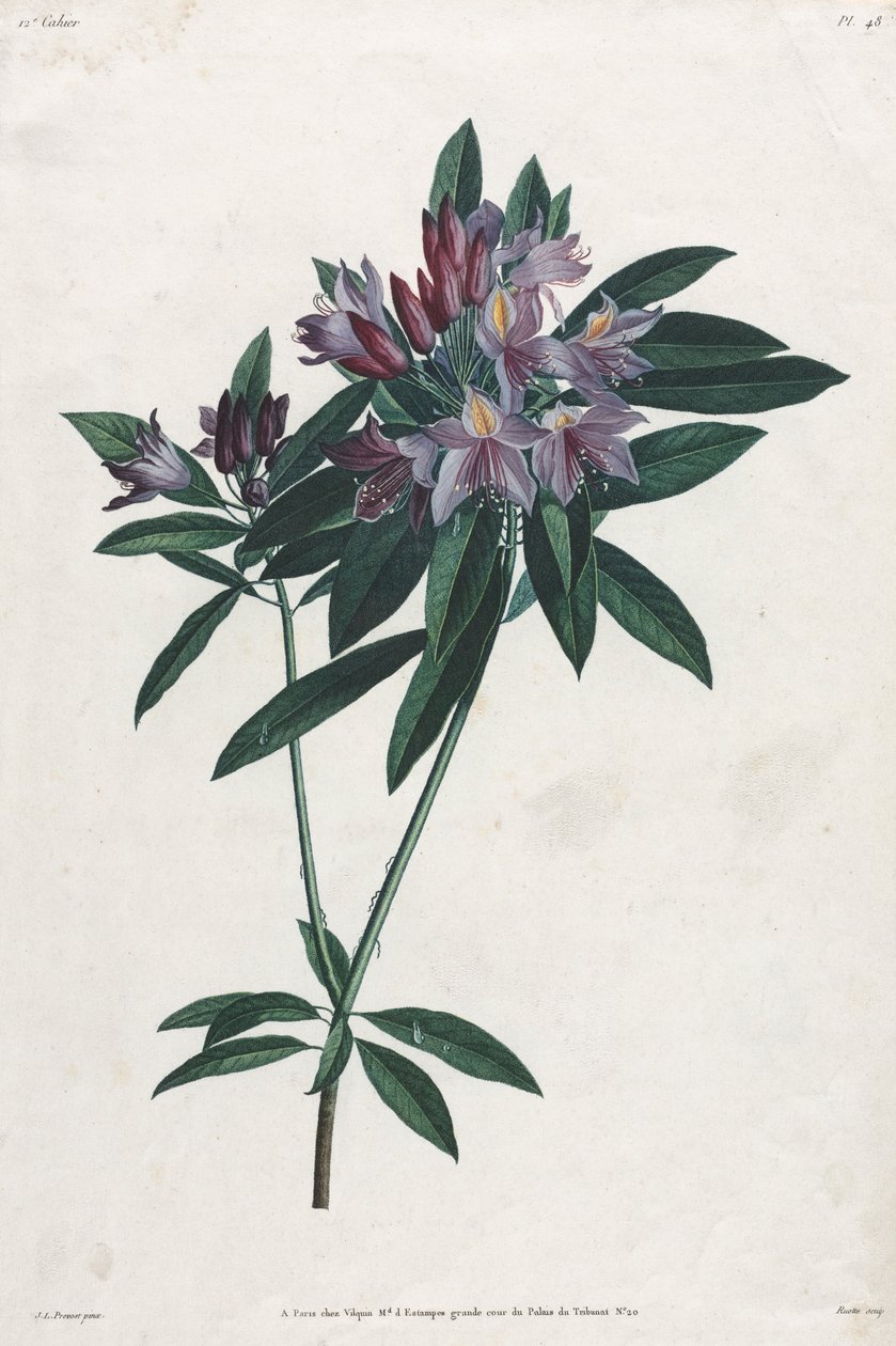 Rhododendron pontique, 1805 - Jean Louis Prévost.