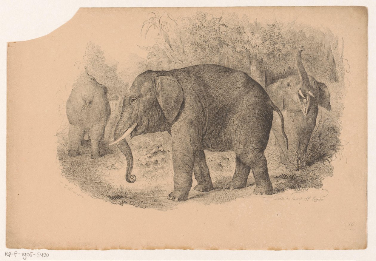 Éléphants indiens - Jean Matthieu Kierdorff