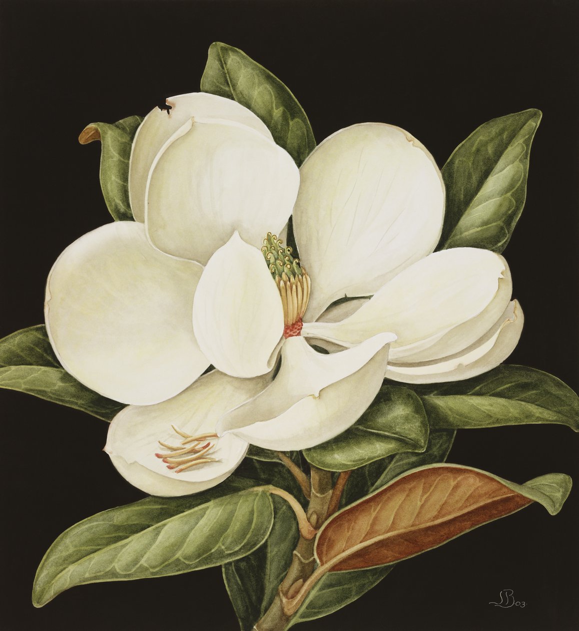 Magnolia Grandiflora - Jenny Barron