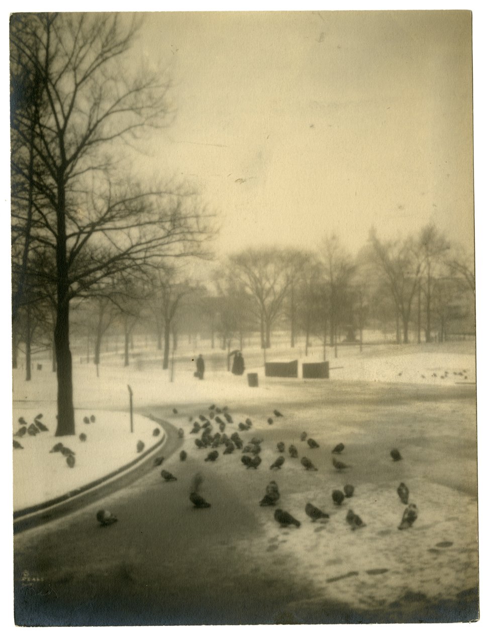 Commune avec des pigeons, Boston, USA, vers 1902-10 - Jessie Tarbox Beals