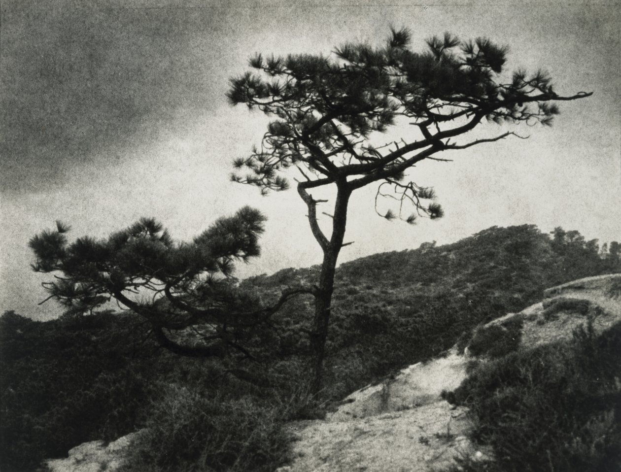 Les célèbres pins de Torrey - Jessie Tarbox Beals