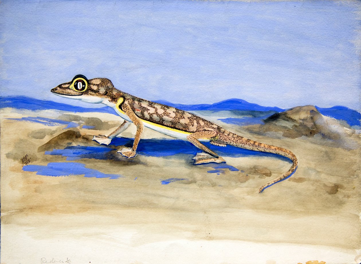Palmatogecko rangei Anderson - Joan Procter