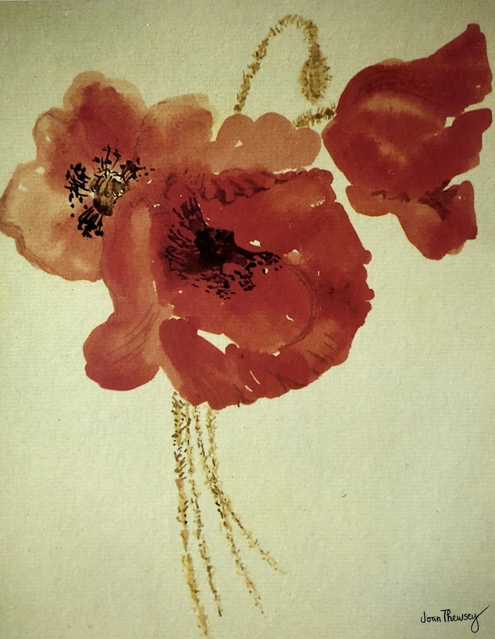 Coquelicots du champ de maïs - Joan Thewsey